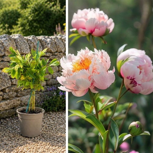 Peony sarah bernhardt plant - 2,