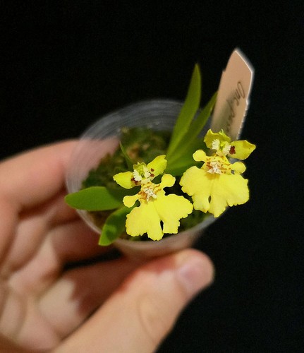 Mini oncidium pushillum true - mini,