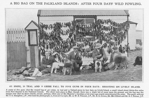 Falkland isles days wild - falkland,