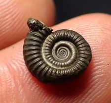 Crucilobiceras pyrite ammonite