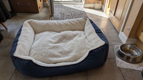 Square pet dog - dog, with