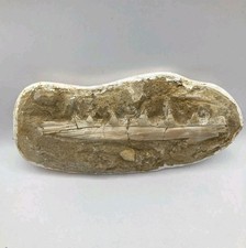 Enchodus Fossil Jaw With 5
