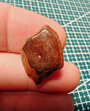 Fossil Lepidotes Fish Scale -