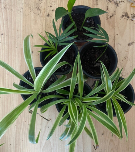 Live plants spider plant - 6x,