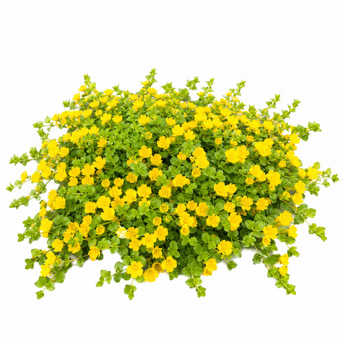 Trailing hanging basket - trailing,