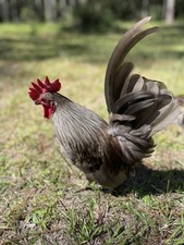 Serama hatching eggs - serama,