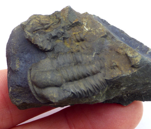 Fossil trilobite hoffi - trilobite,
