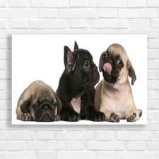 Adorable French Bulldog Pug