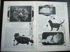 1900 splendid pedigree CATS