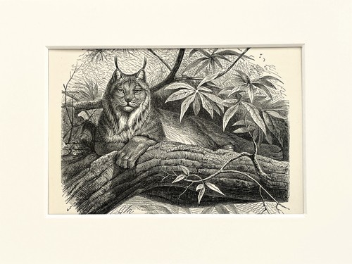 Northern lynx cat - lynx, print