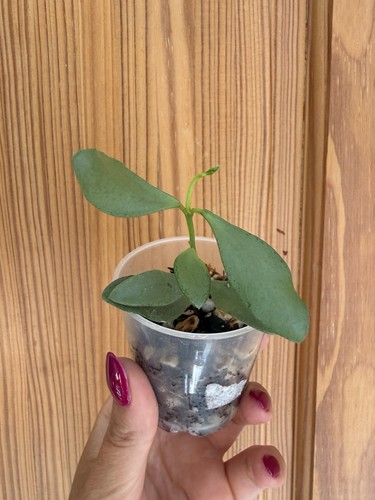 Hoya nummularioides silver