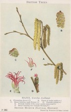 British Museum Postcard -