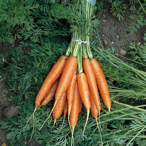 Thompson morgan carrot - &,
