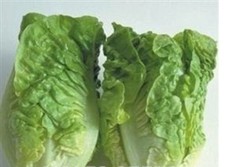 8 X  LETTUCE  COS MINI PLUG