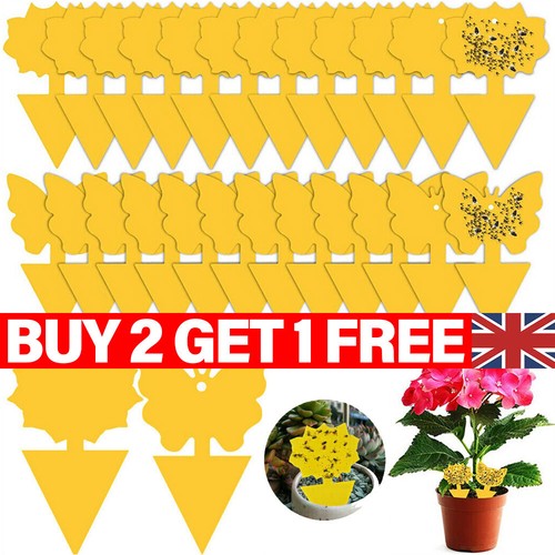 Pack fruit fly traps yellow - 41,