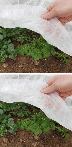 Plant frost protection - frost,