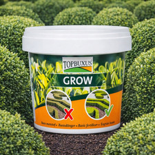 Topbuxus grow boxwood - topbuxus,