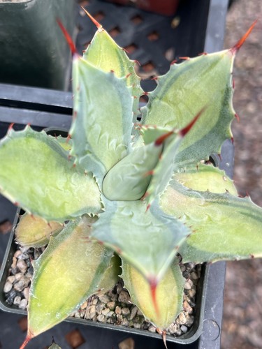 Agave potatorum becky - agave, ‘becky’