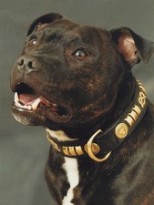 STAFFORDSHIRE BULL TERRIER
