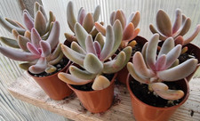 1 x  Random Pachyphytum