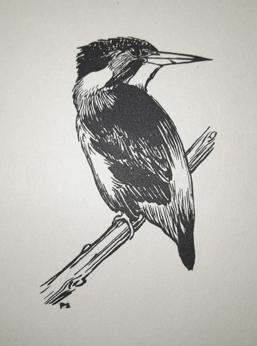 Kingfisher peter scott bird - kingfisher,