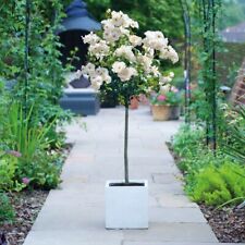 Rose White Standard 1x 60cm