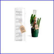 Large Indoor D-Shaped Moss