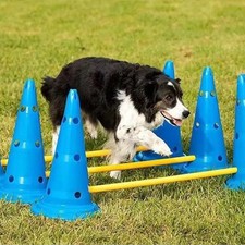 NEW Dog Agility Training Set