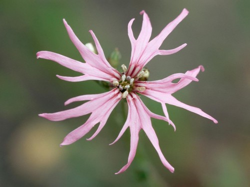 Ragged robin lychnis - ragged,