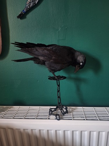 Taxidermy jack daw metal - taxidermy,