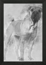 Shar Pei puppy 6 months ol