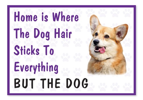 Home where the dog - where,