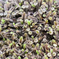 Leptinella platt black - 'platt's, black'