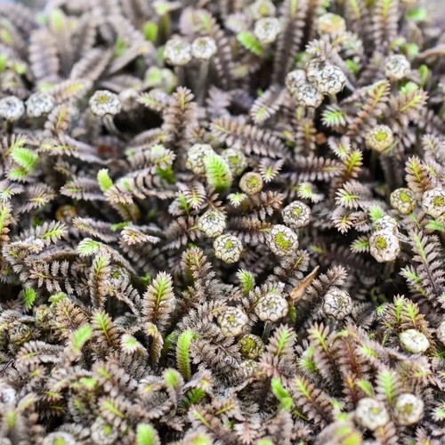 Leptinella platt black - 2x, 'platt's