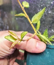 Hoya Bella Lida Bois Inner