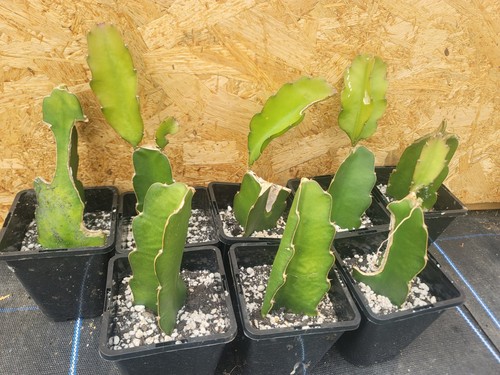 Hylocereus undatus dragon - hylocereus,