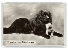 NEWFOUNDLAND DOG FRIDGE MAGNET