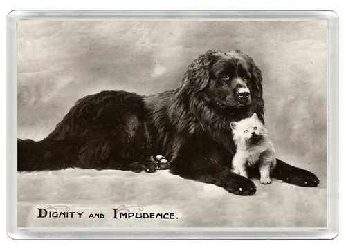 Newfoundland dog fridge - newfoundland, magnet