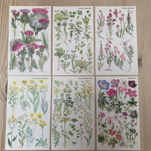 Vintage 1974 botanical - botanical, book