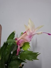 Yellow Christmas/Easter