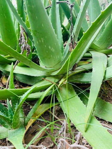 Large aloe vera - x,