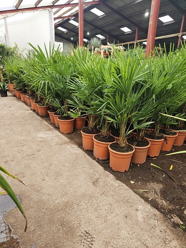 5ft 15 trachycarpus - -15,