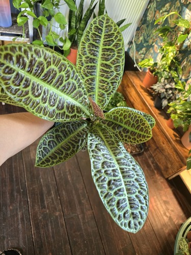 Huge labisia turtle - turtle, plant