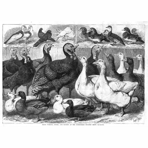 Prize turkeys ducks - prize, pigeons