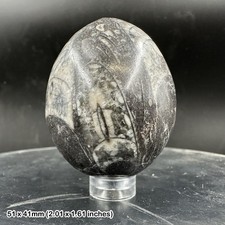 Orthoceras polished fossil egg