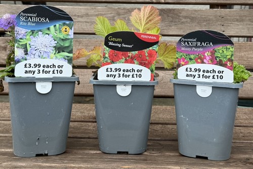 Set perennial plants in - of, 1