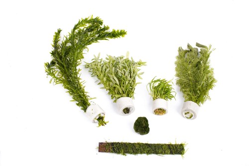 Live aquarium plants - aquarium,