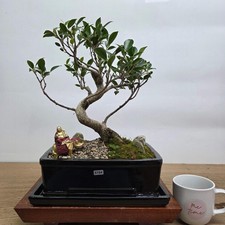 Ficus Microcarpa (Banyan Fig)