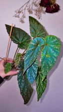 Begonia lukuana well rooted cutting. Beautiful spots AND iridescence 