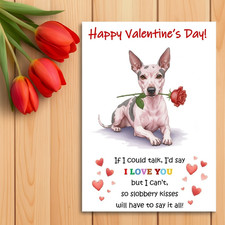 American hairless terrier - american,